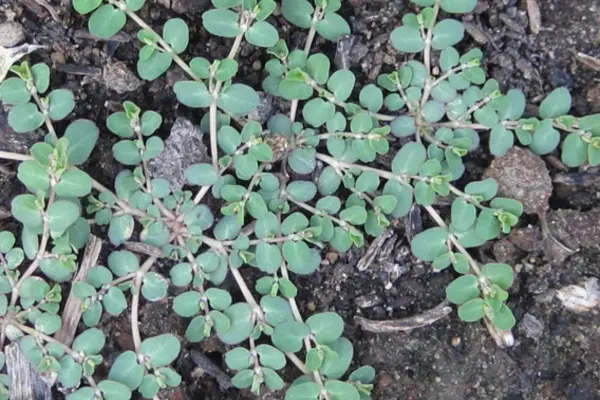 How to Get Rid of Spurge in Your Lawn