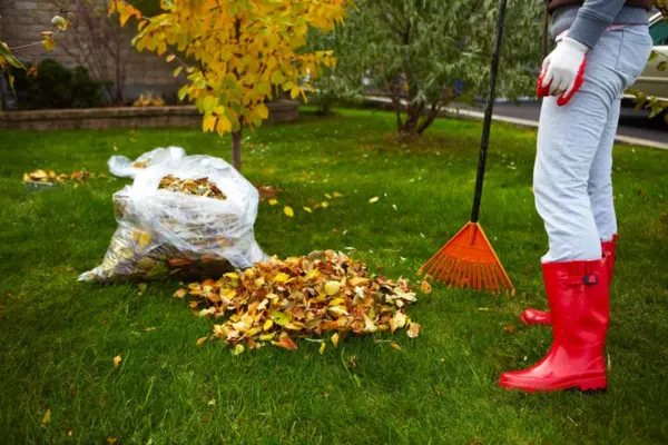 lawn maintenance in winter