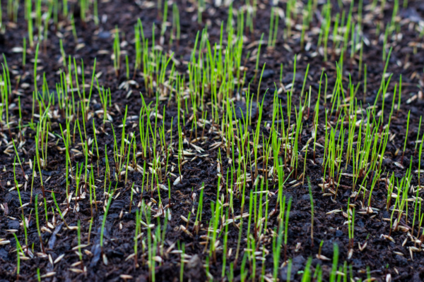 How Often to Water New Lawn Seed