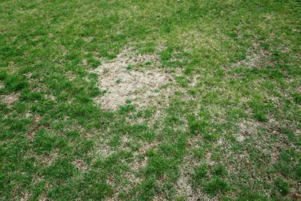 How Often to Water New Lawn Seed