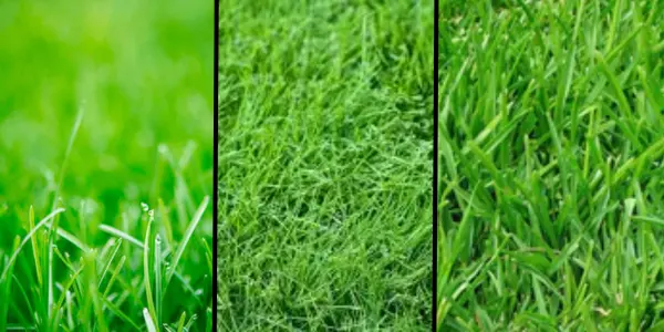 Can you fertilize lawn in summer