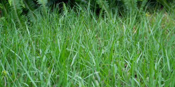 Best Grass for Sandy Soil