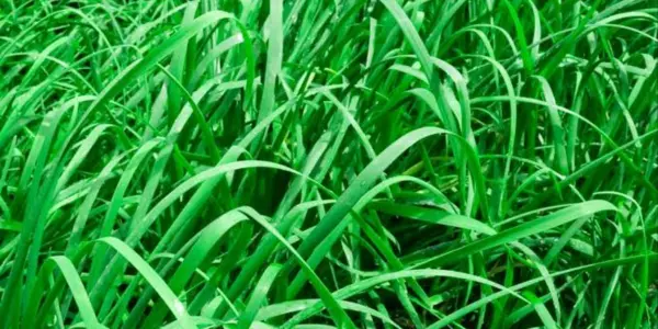 Best Grass for Sandy Soil