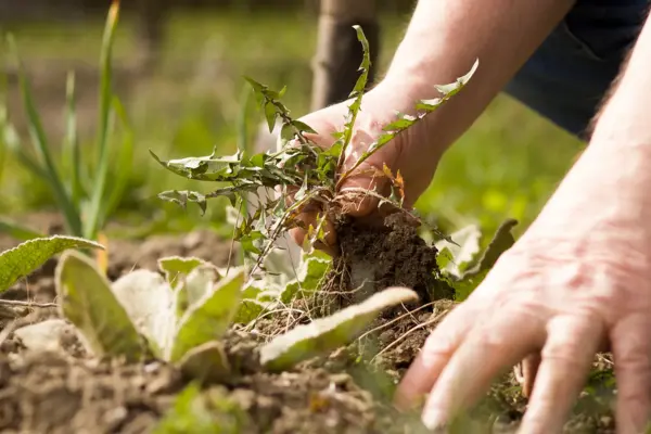 Secrets to Keep Your Lawn Green and Healthy