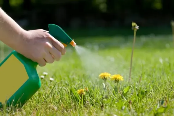 How to Get Rid of Weeds in Florida Lawn