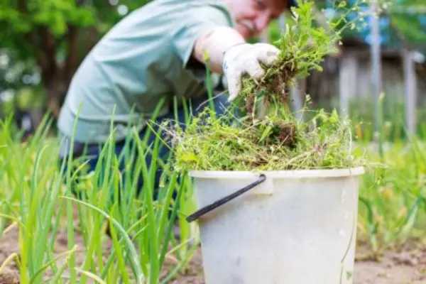 How to Get Rid of Weeds in Florida Lawn