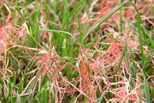  Red Thread Lawn Disease