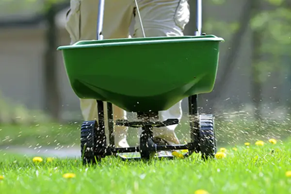  Red Thread Lawn Disease