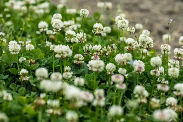 Clover Lawn Winter