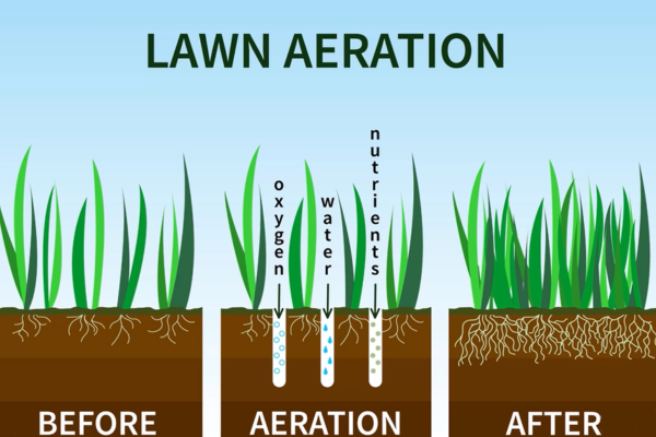 When to Aerate Your Lawn in Georgia