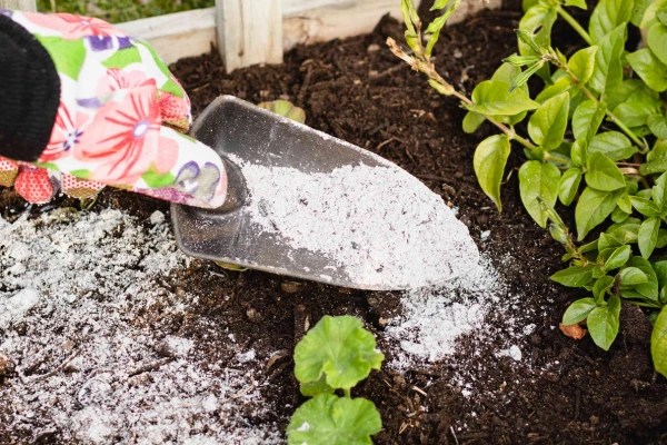 A gardener utilizing a shovel to spread wood ash in the garden, enhancing soil quality for better plant development.
how to spread wood ash on lawn

