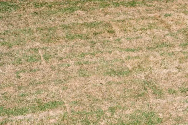 A Bermuda grass lawn in winter, showing a grassy area with brown patches scattered throughout.