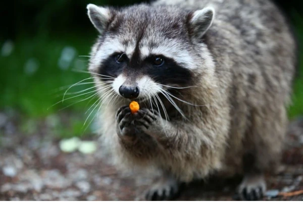 A raccoon sitting on its hind legs, nibbling on a bright orange carrot in a natural outdoor setting.