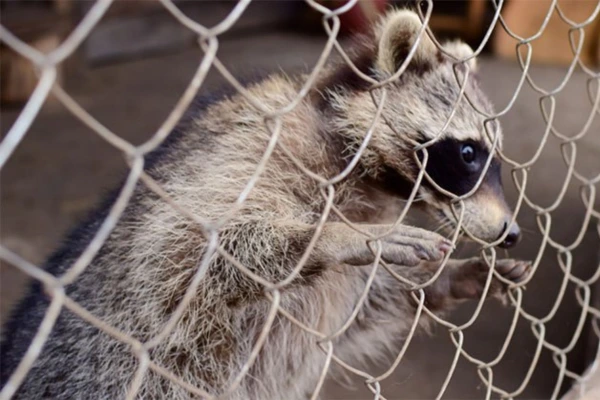 A raccoon stands curiously behind a chain link fence, its eyes peering through the gaps in the metal structure.