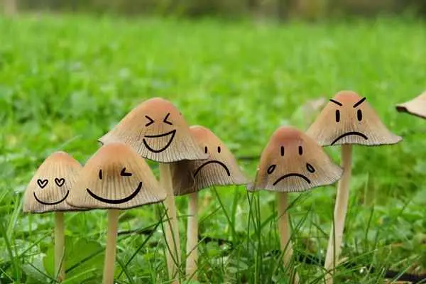 . Several mushrooms nestled in a grassy area, showcasing their unique shapes and colors in a natural landscape.