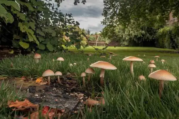 Several mushrooms nestled in a grassy area, showcasing their unique shapes and colors in a natural landscape.