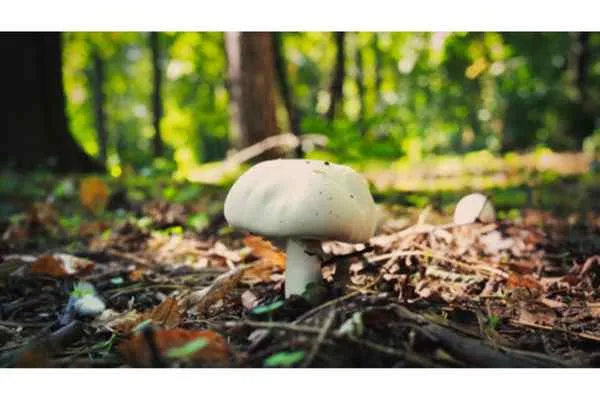 A single mushroom rests on the forest floor, surrounded by leaves and soft earth, capturing the essence of nature.