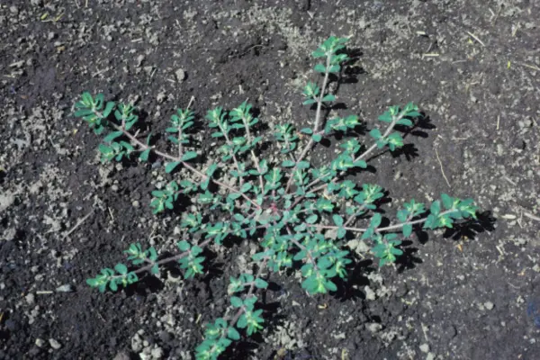 How to Get Rid of Spurge in Your Lawn