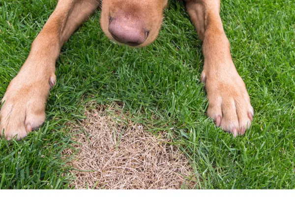 Dog Urine Spots on Lawn Repair