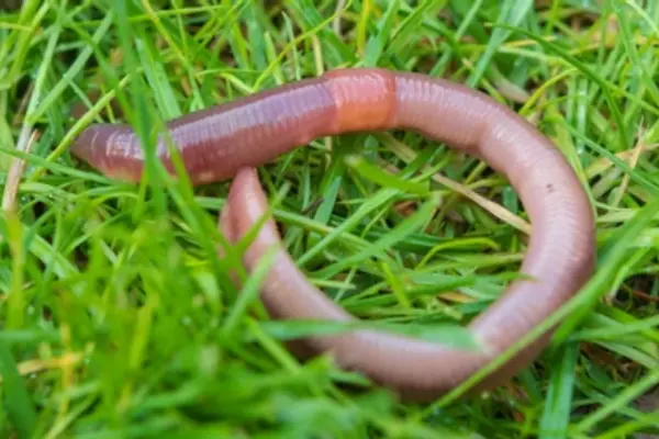 how to get rid of earthworms in my lawn