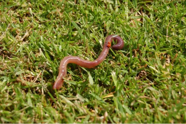 how to get rid of earthworms in my lawn