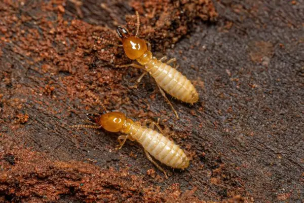 Bugs That Look Like Termites