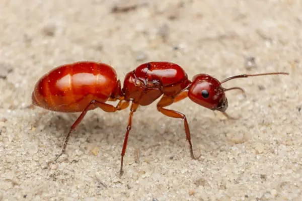 Bugs That Look Like Termites