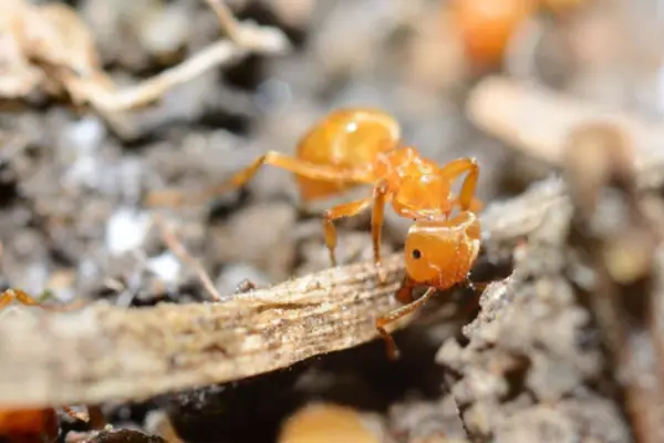 Bugs That Look Like Termites