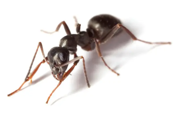 Bugs That Look Like Termites