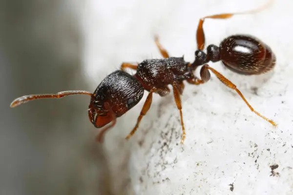 Bugs That Look Like Termites